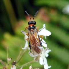 Athalia rosae