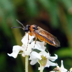 Athalia rosae