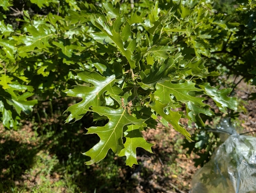 iNaturalist observation photo of California black oak