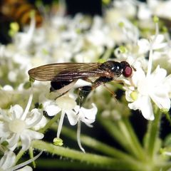 Sphegina