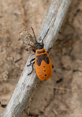 Pyrrhocoris apterus