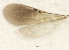 Sierola thorpei