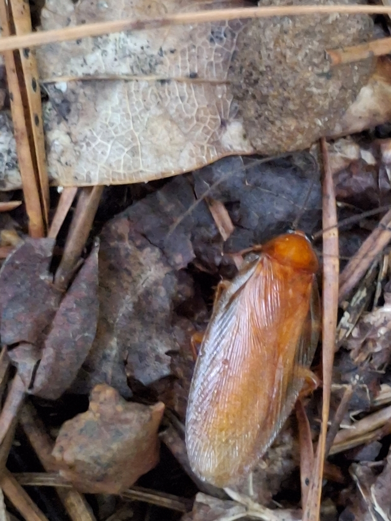 North American Wood Cockroaches from Waterloo, AL 35677, USA on May 14 ...