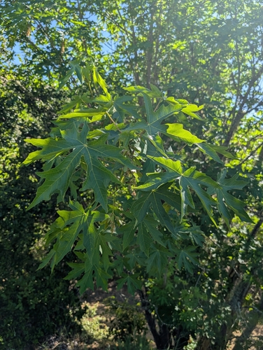iNaturalist observation photo of silver maple