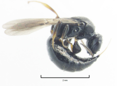 Sierola thorpei