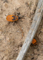 Pyrrhocoris apterus