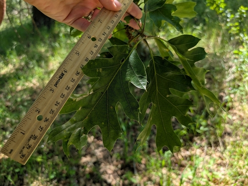 iNaturalist observation photo of California black oak