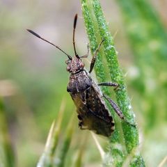 Stictopleurus punctatonervosus