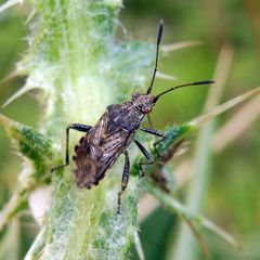 Stictopleurus punctatonervosus