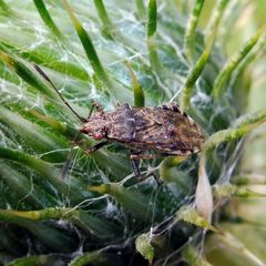 Stictopleurus punctatonervosus