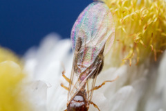 Temnothorax rugatulus