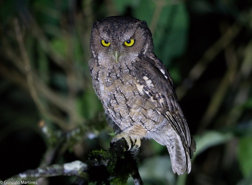 Yungas Screech Owl (Megascops hoyi), photo 7