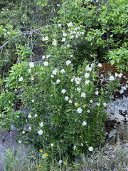 Carpenteria californica