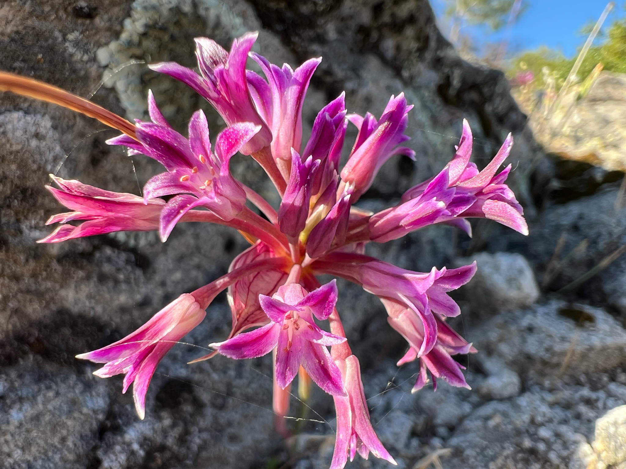 Allium abramsii