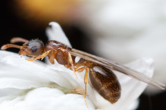 Temnothorax rugatulus