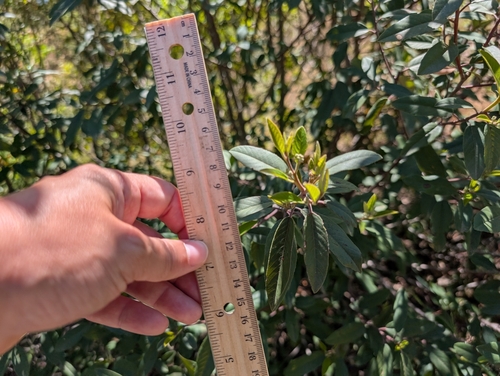 iNaturalist observation photo of coffeeberry