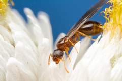 Temnothorax rugatulus