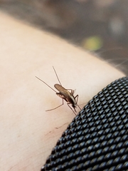 Aedes atlanticus