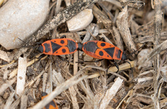 Pyrrhocoris apterus