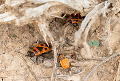 Pyrrhocoris apterus