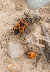 Pyrrhocoris apterus