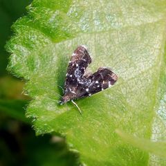 Prochoreutis myllerana