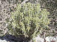 Mercurialis tomentosa