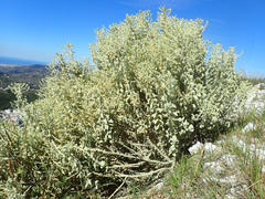 Mercurialis tomentosa