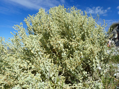 Mercurialis tomentosa