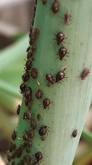 Neotoxoptera formosana