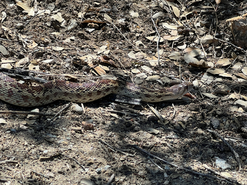 iNaturalist observation photo of Gopher Snake