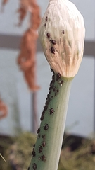 Neotoxoptera formosana