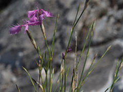 Dianthus broteri