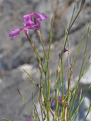 Dianthus broteri