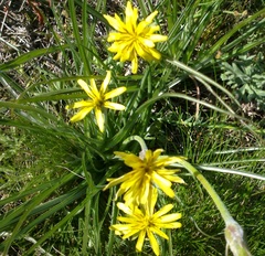 Pseudopodospermum molle