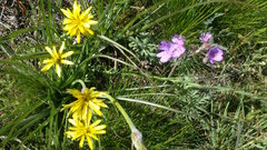 Pseudopodospermum molle