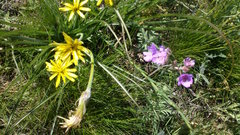 Pseudopodospermum molle