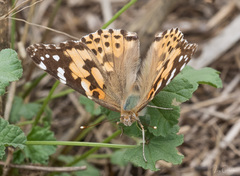 Vanessa cardui