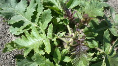 Crambe koktebelica