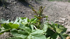 Crambe koktebelica