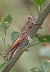 Eyprepocnemis plorans