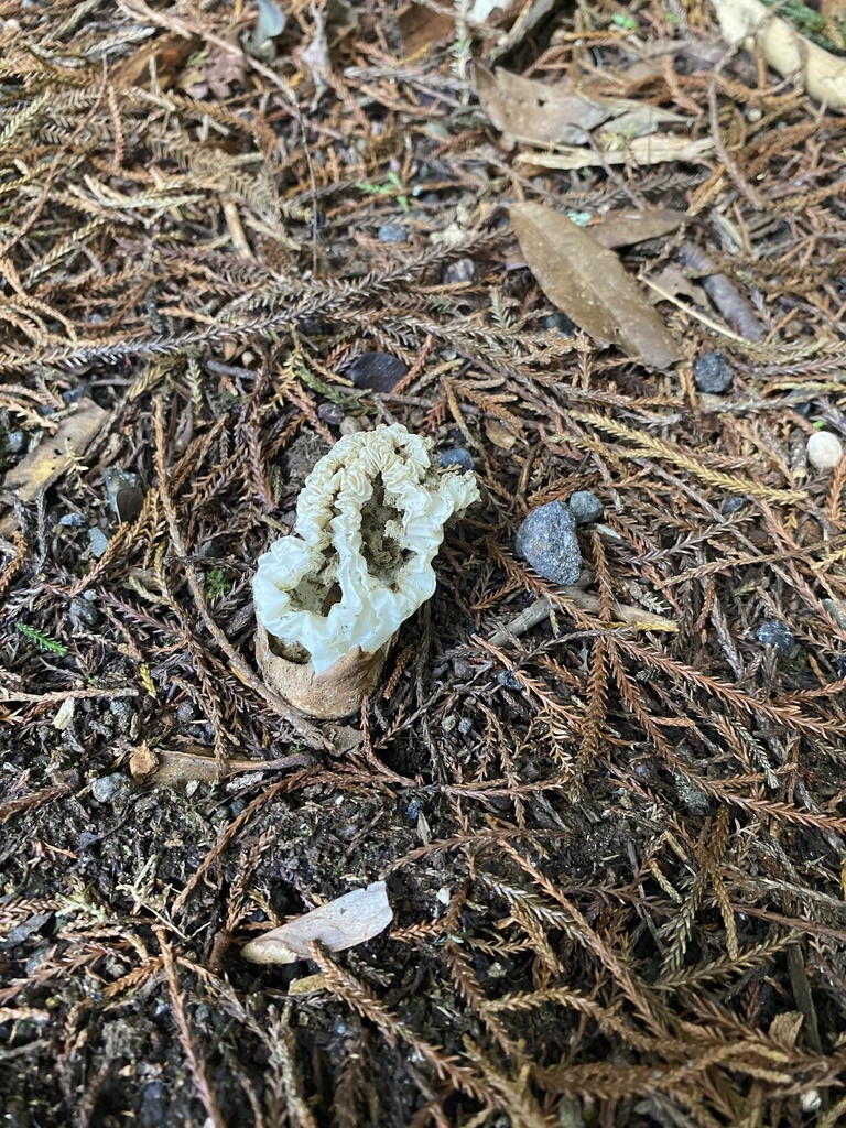 Ileodictyon cibarium · May 2025 · photo: © bevan (iNaturalist, cc-by)