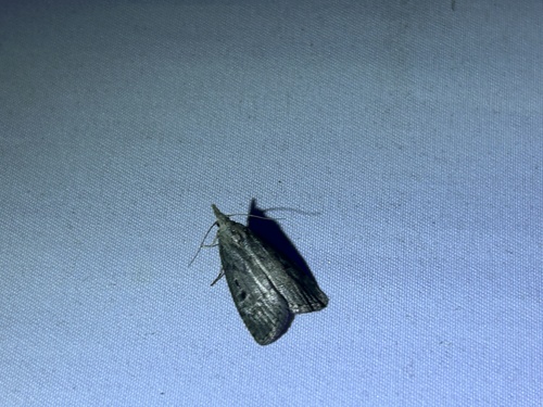 Bee Moth photo 5