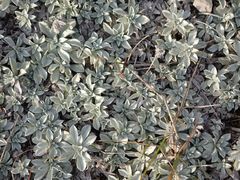 Antennaria microphylla