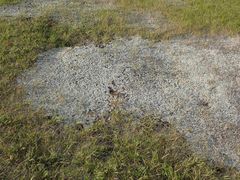 Antennaria microphylla