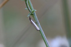Angustalius malacellus