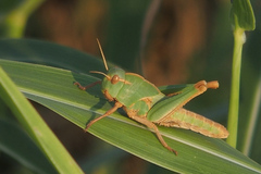 Locusta migratoria cinerascens