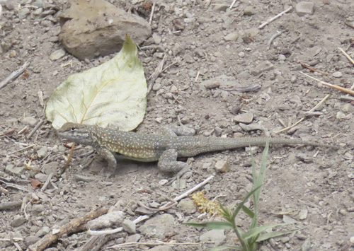iNaturalist observation photo of Common Side-blotched Lizard