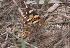 Vanessa cardui