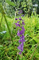 Lobelia fenestralis